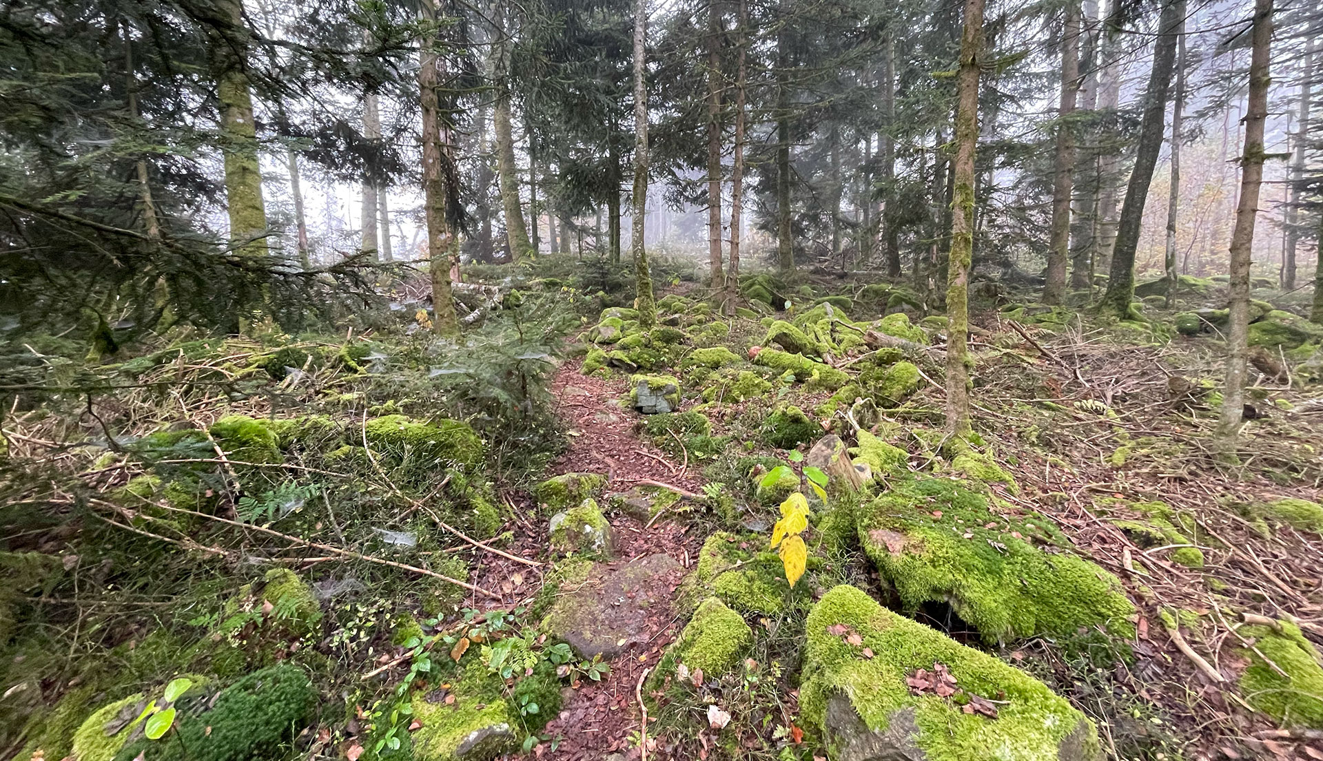 Wanderung vom Waldlehrpfad zum Ruhmannsberg-Gipfel
